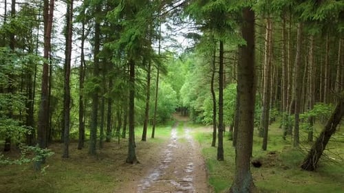 Drone flying carefully through forrest passing trees towards a lighting