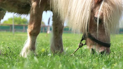 Primer plano de un caballo de caballo con una melena blanca que pasta en un prado con hierba brillante