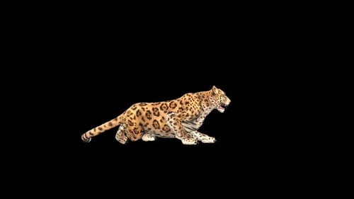 Jaguar Get Up
