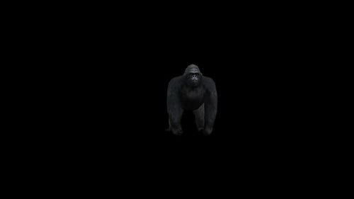 Gorilla Jump Und Hawl
