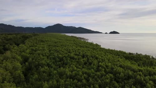 Cinematic move along mangrove forest