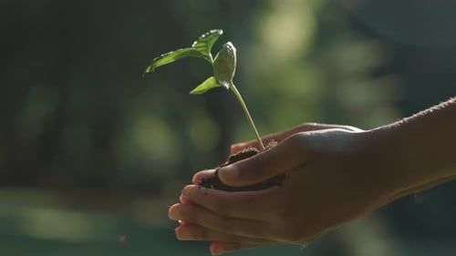 Close Up of Female Hands Holding Green Sprout with Soil