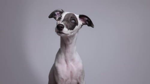 Niedliches Haustier Whippet Welpen-Porträt