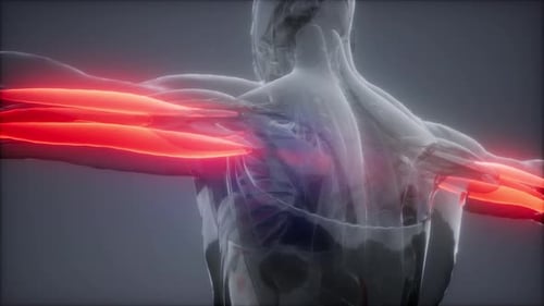 3D Medical Visualization of Human Arm Muscles Anatomy Scan