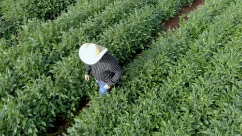 Agronomist inspecting soya bean crops growing in the farm field. Agriculture production concept. you