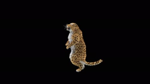 65 Leopard Dancing 4K