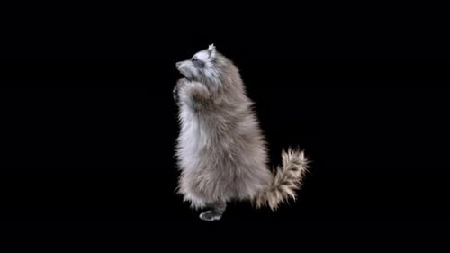 Lifelike Raccoon Standing on Hind Legs Animated Loop