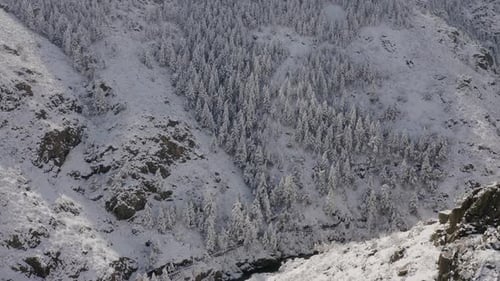 Snowy Mountain Range with Evergreen Trees in Winter