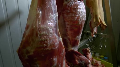 Raw Meat Carcasses Hanging in Cold Storage
