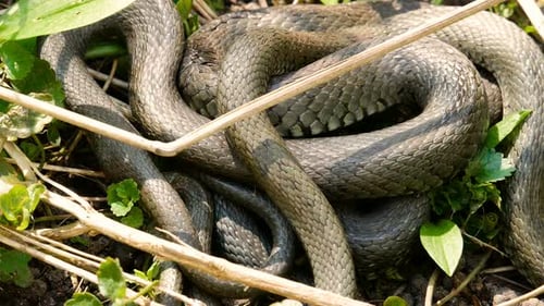 serpent