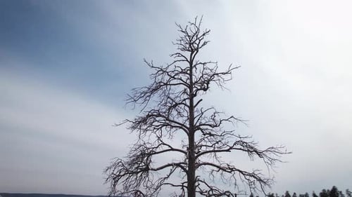 Silhouette of a Dead Tree Against the Sky