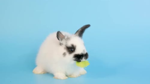 Close up shot of cute little white rabbit finish eating celery on blue screen background