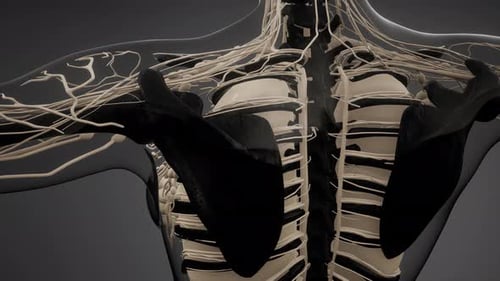 Detailed 3D Human Anatomy Scan: Nerves, Bones, and Lymphatics
