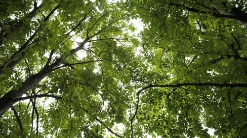 Sunlight Shining Through Green Tree Canopy