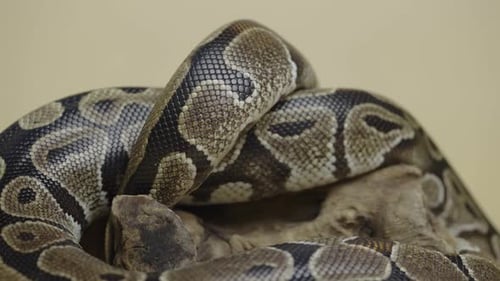 Royal Python or Python Regius on Wooden Snag in Studio Against a Beige Background