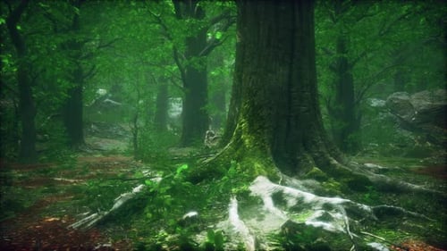 Tree Roots and Sunshine in a Green Forest