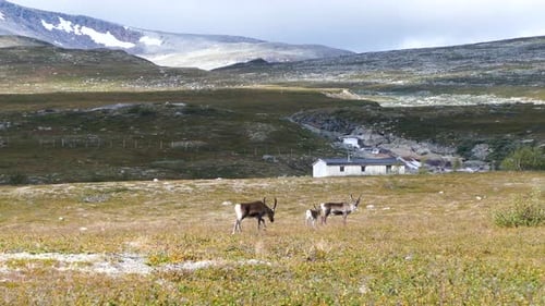 Reindeer in Saltfjellet–Svartisen National Park