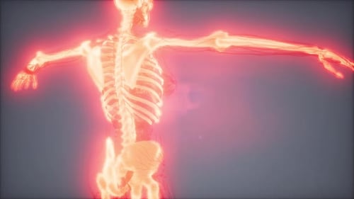 3D Human Skeleton and Vascular System Medical Visualization