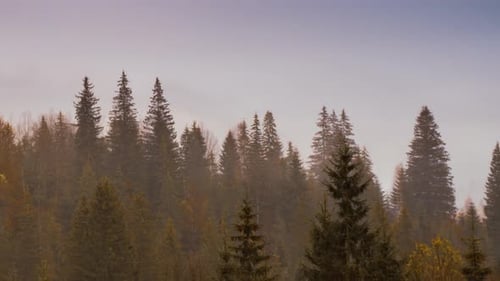 Grey Mist Covered the Pine Forest