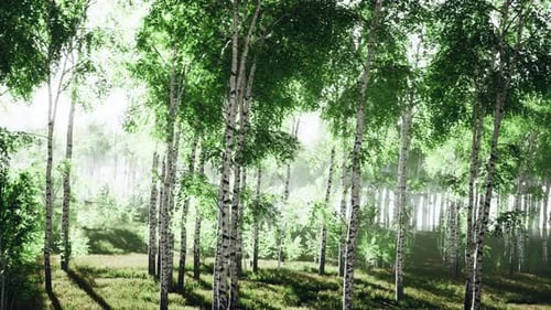 Birch Trees on the Green Grass