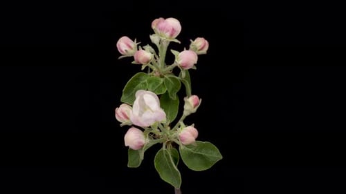 White Flowers Blossoming on Black Background Time Lapse