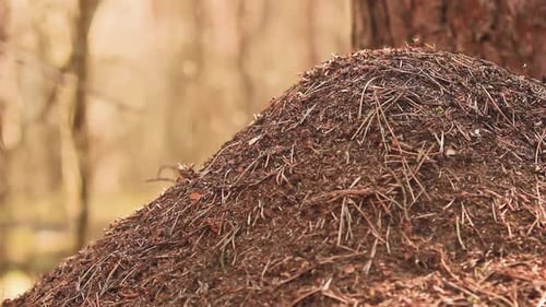 Ameisenhaufen mit Ameisen im Wilden Wald