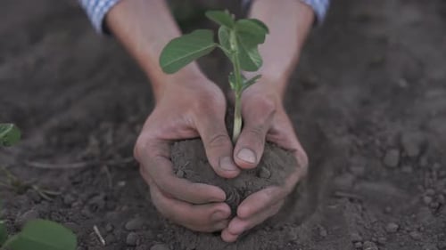 Hands Tenderly Holding a Young Plant in Soil