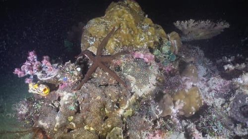 Seesterne auf Koralle. Philippinen, Mindoro