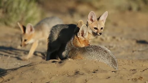 Cape Foxes