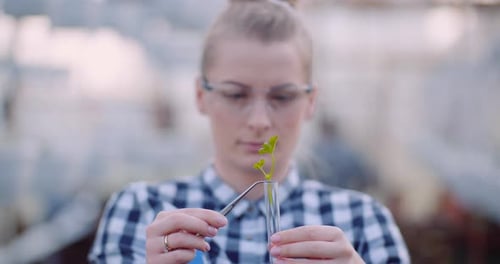 Female Researcher Examining Young Plant at Greenhouse Food Production Concept