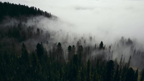 Aerial View of a Beautiful Summer Coniferous Forest Shrouded in Mist at Dawn