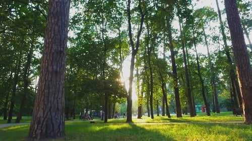 Spaziergang im Stadtpark an sonnigem Sommertag zwischen grünen hohen Bäumen, aktive Freizeit
