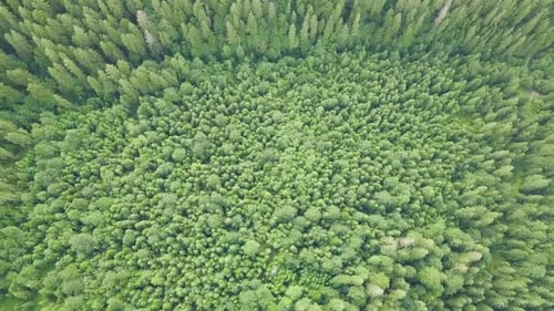 Amazing Shots of the Forest in the Carpathians From a Drone