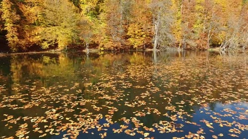 Trockene Blätter auf der Oberfläche des Sees im Herbstwald