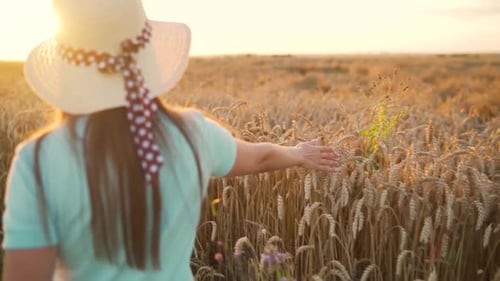 Woman in a Hat and a Blue Dress Walks Along a Wheat Field and Touches Ripe Spikelets of Wheat with