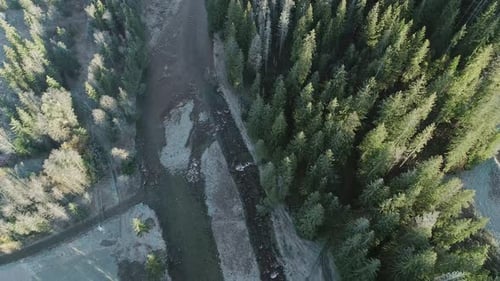 Gentle river flowing through magical evergreen forest with tall pine trees