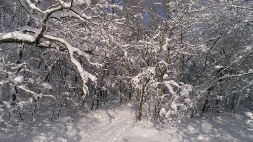 Beautiful Snow Winter Forest Slider Dolly Shot