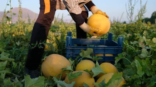 Melon Harvest in Rural Agricultural Farmland on Sunny Day
