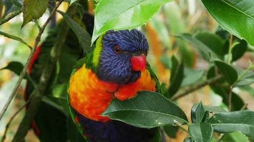 Regenbogen-Lorikeet, Trichoglossus haematodus moluccanus, Erwachsener stehend auf Ast, Echtzeit