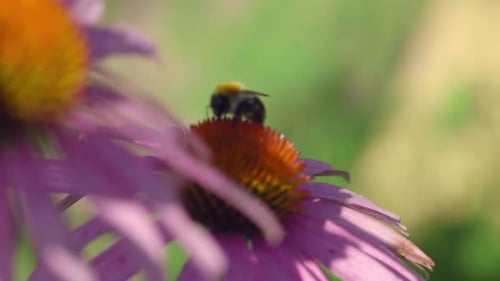 Hummel auf einer Echinacea-Blume