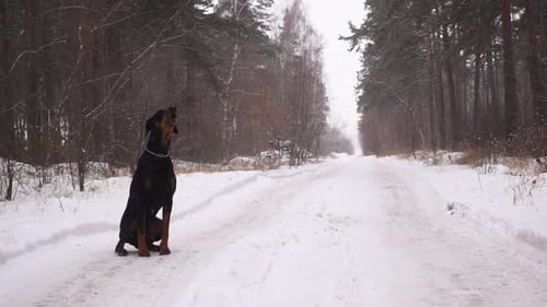 Doberman Dog Howls Like a Wolf Sitting on Road in Forest in Winter Snowfall