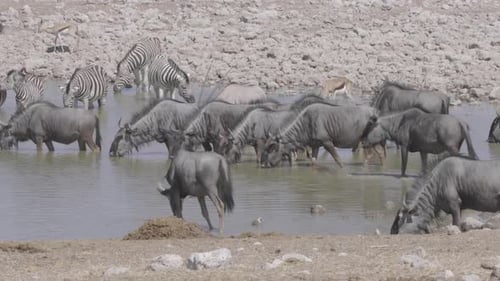 Wildebeest, Zebra and Oryx Drinking at Waterhole