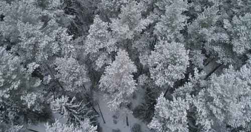 Winter Landscape Forest