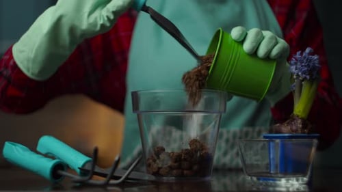 Someone Transplanting a Purple Flower with Gardening Tools