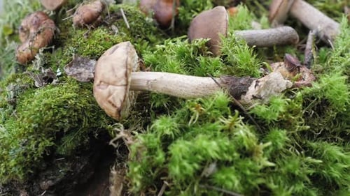 Fresh Porcini Mushroom in Green Moss. Autumn Harvest Concept. Boletus Edulis, Cep Mushrooms. Copy
