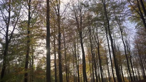 Bosque otoñal, vista dolly a través de árboles otoñales