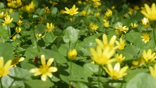 Yellow Flowers Blooming in the Spring Daytime Sun