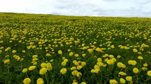 Aerial View of the Yellow Flowers Field Under Blue Cloudy Sky