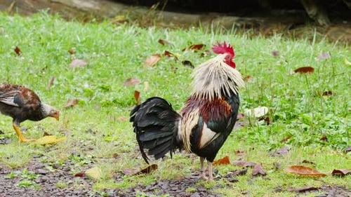 Gran gallo salvaje con peine rojo sacudiendo las gotas de lluvia de sus coloridas plumas