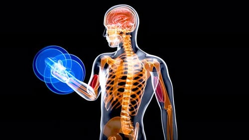 4K anatomy of a X-ray man doing biceps curls